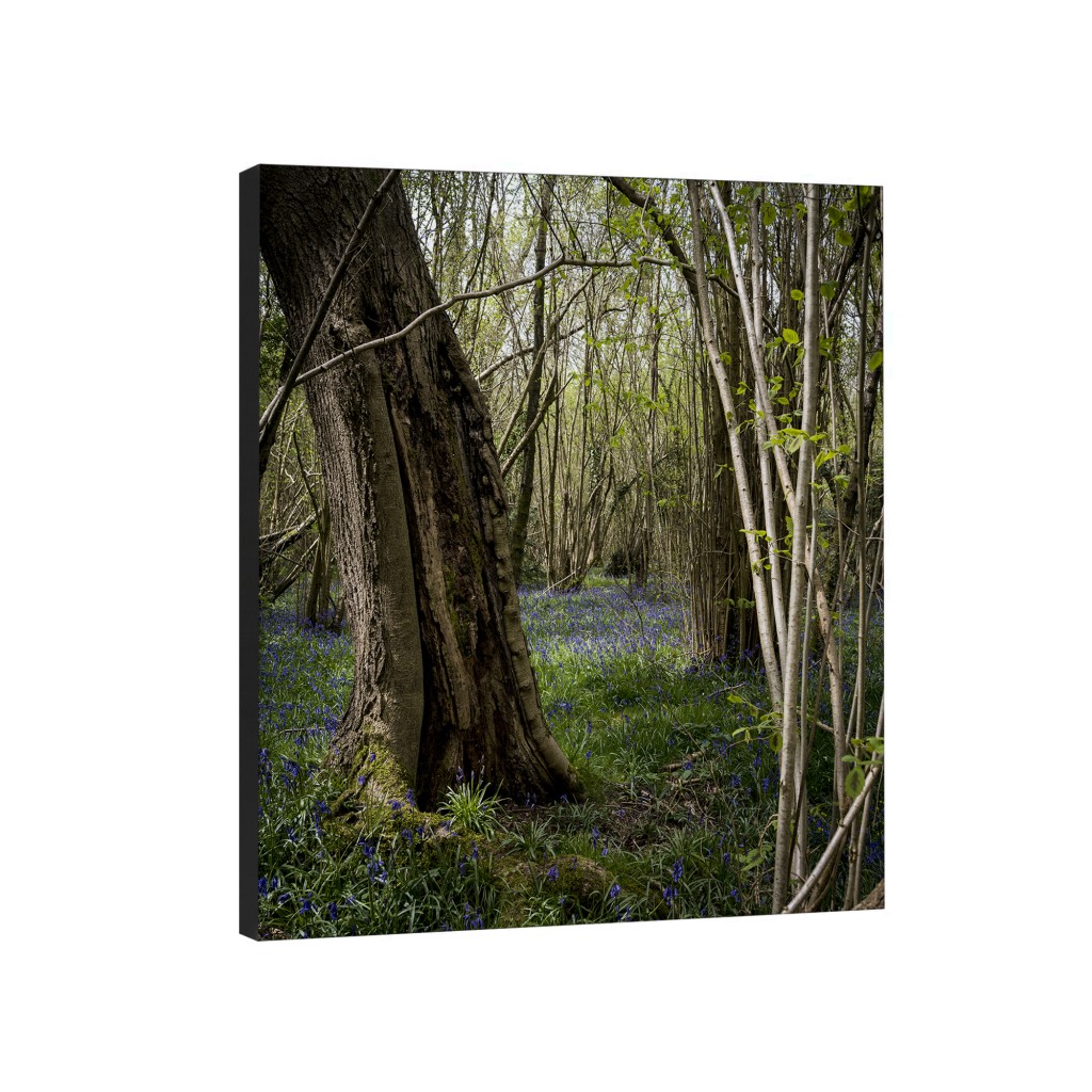 Sussex Woods Art Piece - Clapham Woods