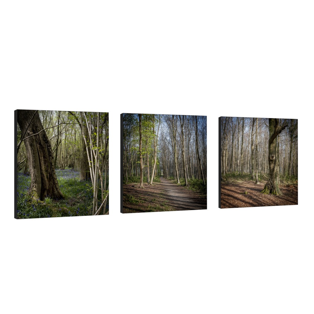 Sussex Woods Trifecta Art Pieces