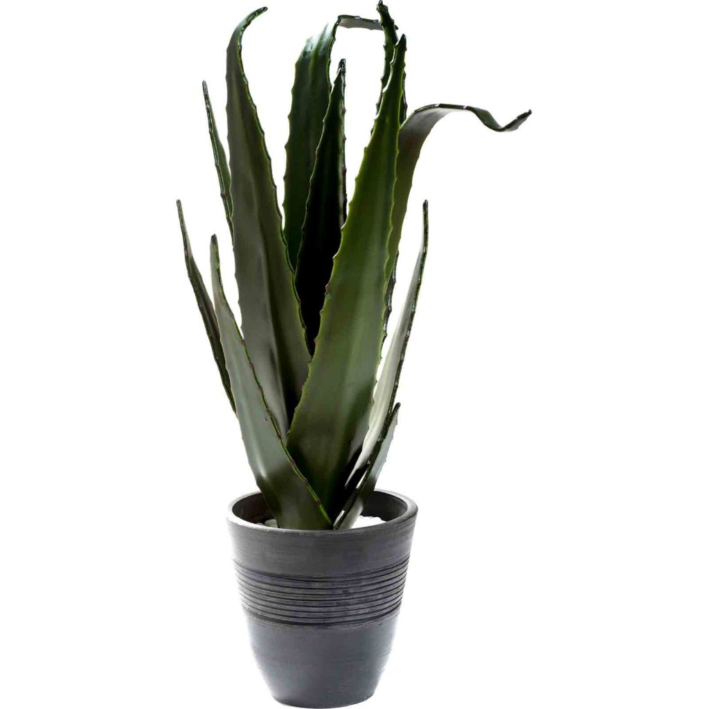 Ardingley Aloe Plant