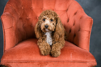 dog friendly upholstered chair